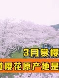 3月赏樱季到来！你知道樱花原产地是哪儿吗？