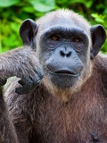 黑猩猩：走近非洲森林里的动物王国