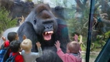 猩猩被小孩惹怒，一拳直接锤裂了钢化玻璃，镜头记录了全过程