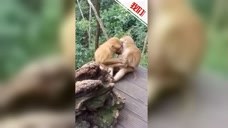 两只猴子山林中忘情“接吻” 被人发现后反应笑翻网友