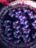 新冠病毒究竟长什么样?首个3D图像曝光