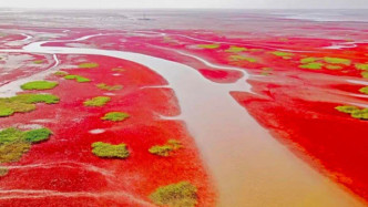 我国最美的沼泽湿地，有着世界上独一无二的红色海岸线，一年只红一次！