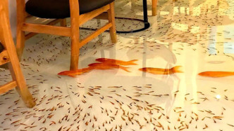 老板为吸引顾客，将观赏鱼养在地板里，考虑过鱼的感受吗？