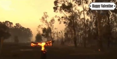 澳大利亚山火中无助的动物们