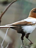 罕见！陕西丹江源湿地公园发现羽色变异喜鹊