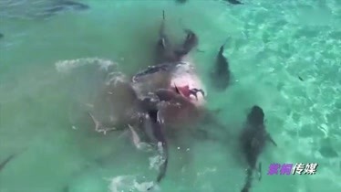 实拍70只虎鲨围攻座头鲸 血染澳洲鲨鱼湾