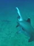 鲨鱼是怎样繁育后代的？罕见一幕被拍下，镜头记录全过程！