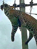豹子爬上电线杆，结果被活生生电死挂在电线上，看着实在太惨了！