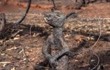 外媒记者记录澳洲山火惨烈景象，路边动物尸体堆积如山