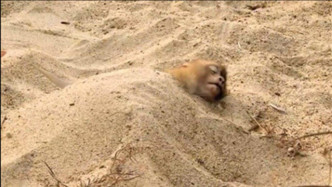 猴子触电倒地，将它埋在沙中就能“复活”，这是什么原理？