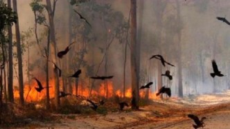 澳大利亚惊现猛禽纵火犯，鸟叼着燃烧的树枝去焚山，不可思议