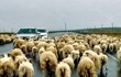 30000只羊流窜北京街头，蒙古国真来兑现诺言？官方回应亮了