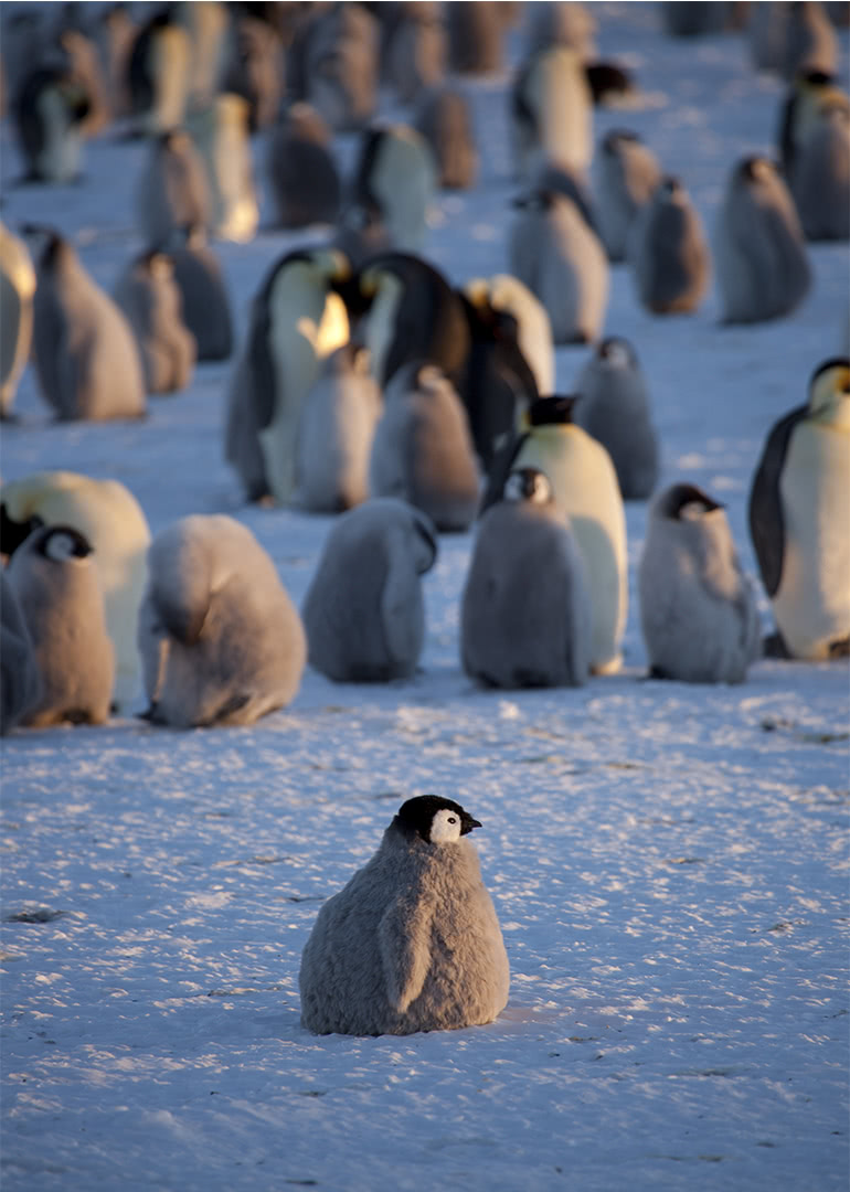 企鹅群里有特务